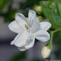 茉莉花