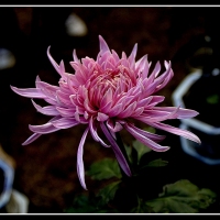 斗菊