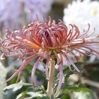 沙湖菊展