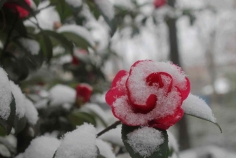 龙年最后一场雪