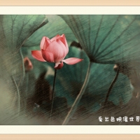 处暑观菏别样美