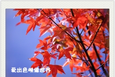 清凉寨深处看红枫