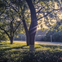树荫曾院平摄影
