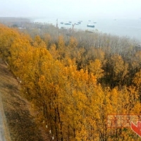 童汉芳用无人机拍摄长江干堤新洲区双柳护堤林带