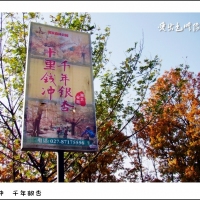十里钱冲  千年银杏