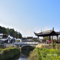 印象婺源：李坑探春