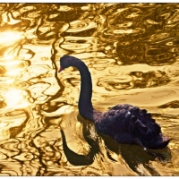 天鹅