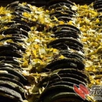 宜昌马卧泥的千年银杏绚烂争秋