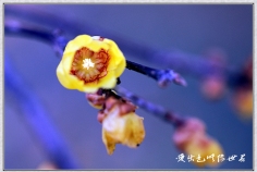 此时腊梅最堪怜