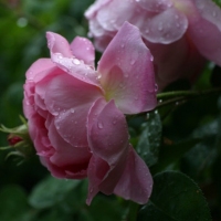雨吻花