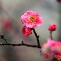 梅花三弄