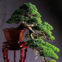 绝顶盆景