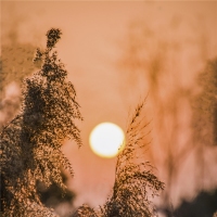 夕阳红，芦花黄