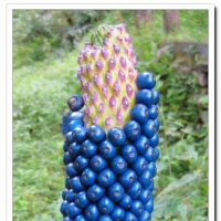 蓝色花果