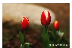来自美丽国度荷兰的国花——郁金香