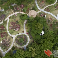 武汉落雁岛玫瑰芳香引来四方游客 曾院平摄影