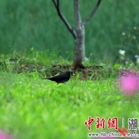 武汉“重启”：鸟语花香万物苏