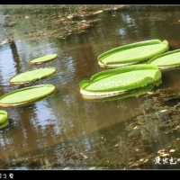 武汉植物园之夏