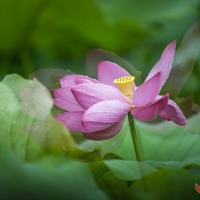 湖中摇曳荷花香曾院平摄影