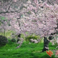武汉东湖樱园早樱开了