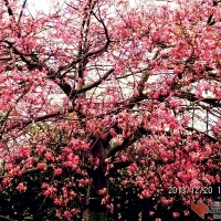 一树花开
