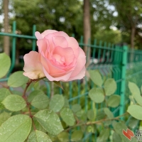 新花对白日，故蕊逐行风。