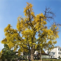 晴川历历汉阳树