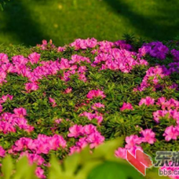 武汉东湖畔阳光正好杜鹃花开