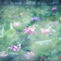 满园春色荷花飘香曾院平摄影