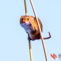 趣味动物摄影