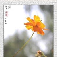 如画夏花
