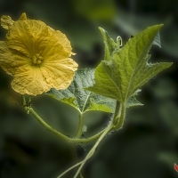 丝瓜花曾院平摄影