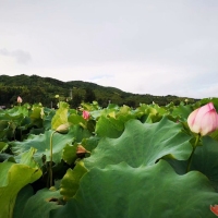 山野纳凉山色花香共赏之