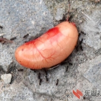 虽残忍但不得不为之的阉鸡变性手术