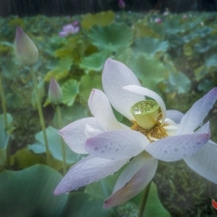 风雨中荷花更妩媚曾院平摄影