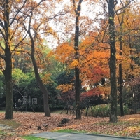磨山初冬仍秋色