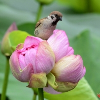 郑州紫荆山公园并蒂莲