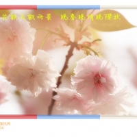 花城之春——晚樱别样美