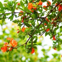 鄂西北竹溪；石榴花开红似火