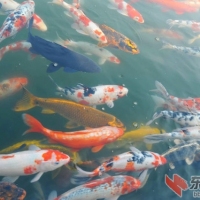 游鱼如画