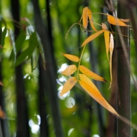 ++植物园内觅秋影++