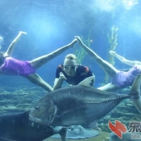 有独特且又吸引游客的地方——武汉东湖海洋世界