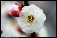 梅园春早