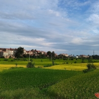 丰收在望