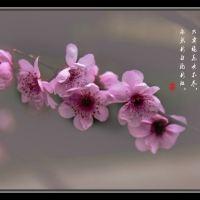 春梅
