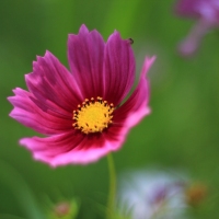 格桑花