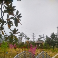 紫荆花（手机拍）