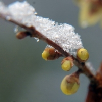 傲雪腊梅