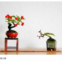 顶级盆景