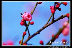 武汉梅花还数磨山强
